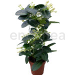 Stephanotis Floribunda Jazmín de Madagascar - Plantas con Flor