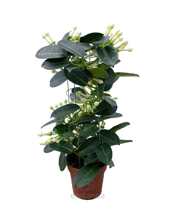 Stephanotis Floribunda Jazmín de Madagascar - Plantas con Flor