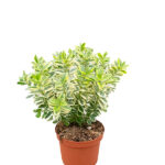 Veronica Variegata Arbusto Anual