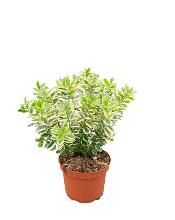 Veronica Variegata Arbusto Anual