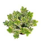 Veronica Variegata Arbusto Hojas