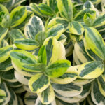 Veronica Variegata Arbusto Hojas Bicolor