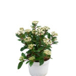 Viburnum Tinus Arbusto