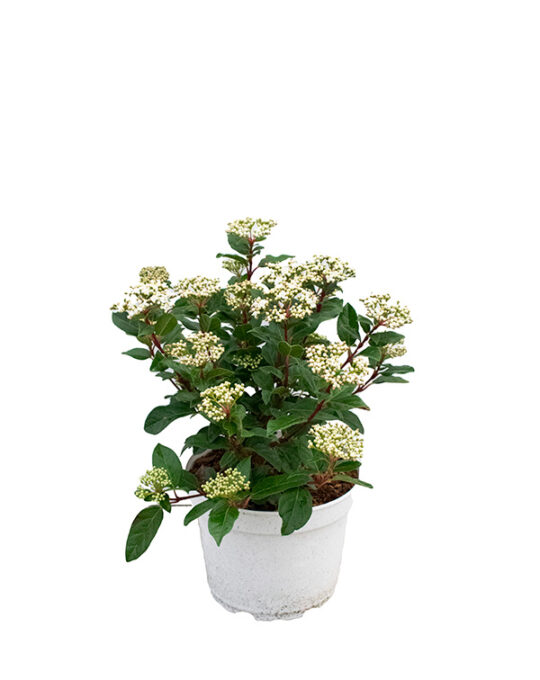 viburnum-tinus-arbusto