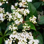 Viburnum Tinus Arbusto Flores
