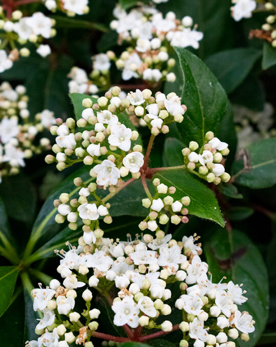 viburnum-tinus-arbusto-flores