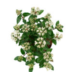 Viburnum Tinus Arbusto Follaje