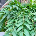 Aeschynanthus Japhrolepis Colgante - Detalle Hojas