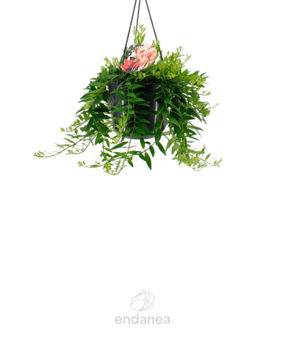Aeschynanthus Japhrolepis Colgante - Planta de Interior y Exterior