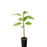 Aguacate Planta (Persea Americana)