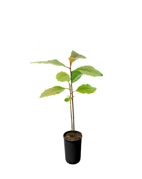 Aguacate Planta (Persea Americana)