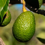 Aguacate Planta (Persea Americana) Fruta