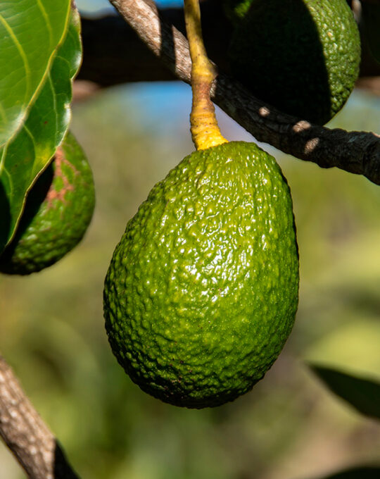 aguacate-avocado-persea-americana-fruta
