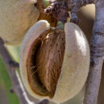 Frutales Enanos Almendro