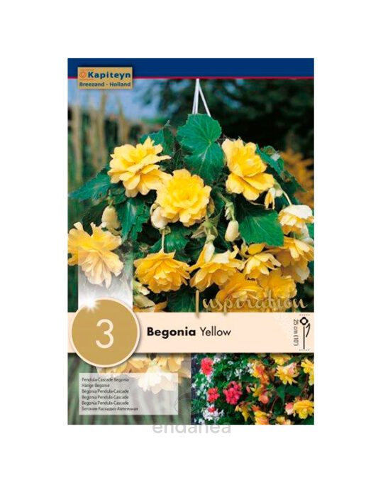 bulbo-begonia-pendula-cascade-amarillo