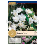 Bulbo Begonia Péndula Cascade Blanco