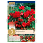 Bulbo Begonia Péndula Cascade Red