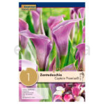Cala Zantedeschia Captain Promise