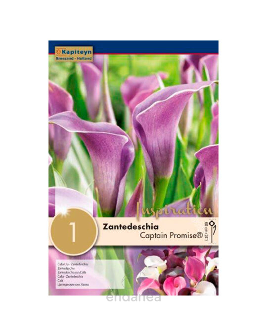 bulbo-cala-zantedeschia-captain-promise
