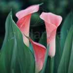 Cala Zantedeschia Captain Promise Flores