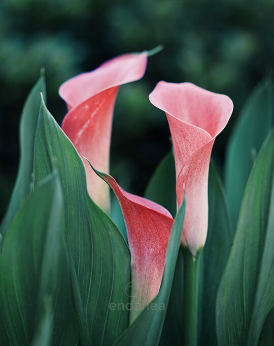 bulbo-cala-zantedeschia-captain-promise-flor