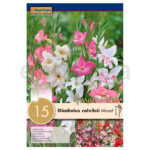 Bulbo Gladiolo Colvileii Mixed