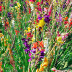 Bulbo Gladiolo Colvileii Mixed Flores