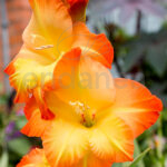 Bulbos Colección Masa de Flores Gladiolus
