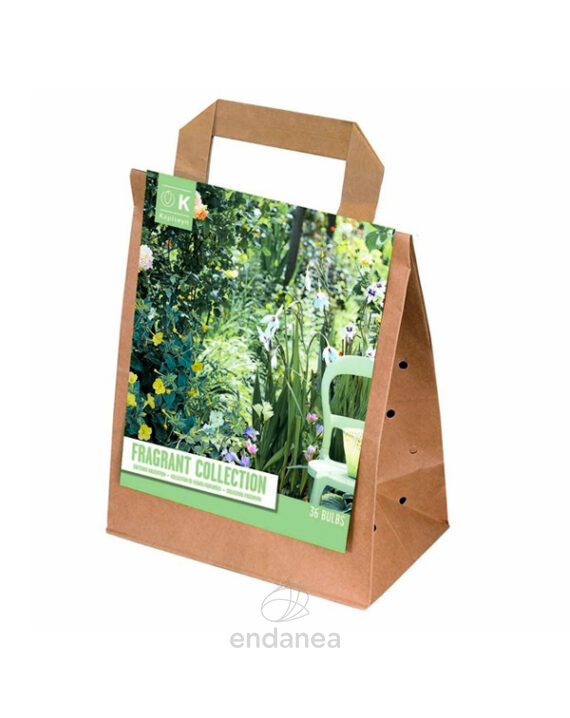 Bulbos Colección Aromáticas