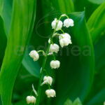 Bulbos Colección Aromáticas Convalla Majalis