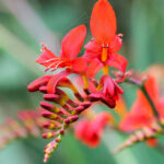 Bulbos Colección Jardín Urbano Crocosmia