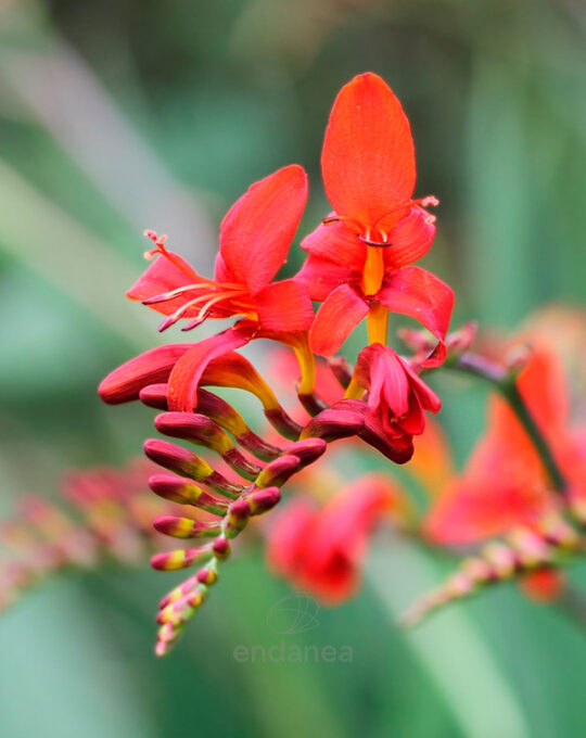 bulbos-urban-garden-coleccion-jardin-urbano-crocosmia