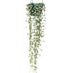 Ceropegia Woodii Planta de Interio Colgante