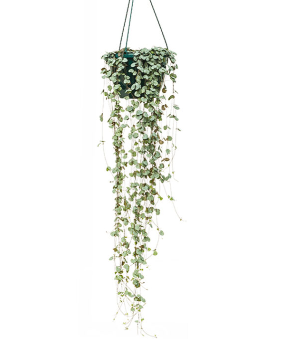 Ceropegia Woodii Planta de Interio Colgante