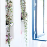 Ceropegia Woodii Decoración