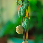 Ceropegia Woodii Hojas detalle