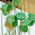 Ceropegia Woodii Hojas detalle