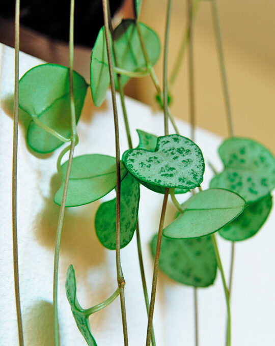 ceropegia-woodii-planta-interior-hojas