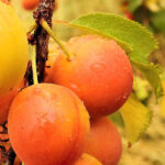 Frutales Enanos Ciruelo