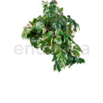 Cissus Rhombifolia Ellen Danica - Planta Colgante