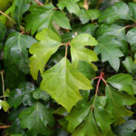 Cissus Rhombifolia Ellen Danica Hojas