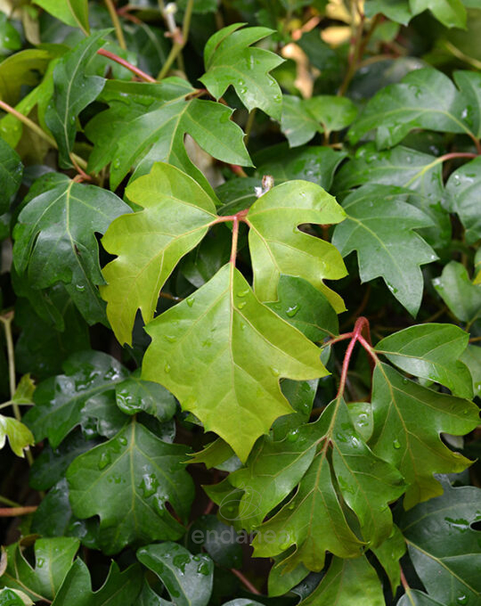 cissus-danica-planta-colgante-hojas