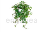Cissus Rhombifolia Ellen Danica - Planta de Interior Colgante