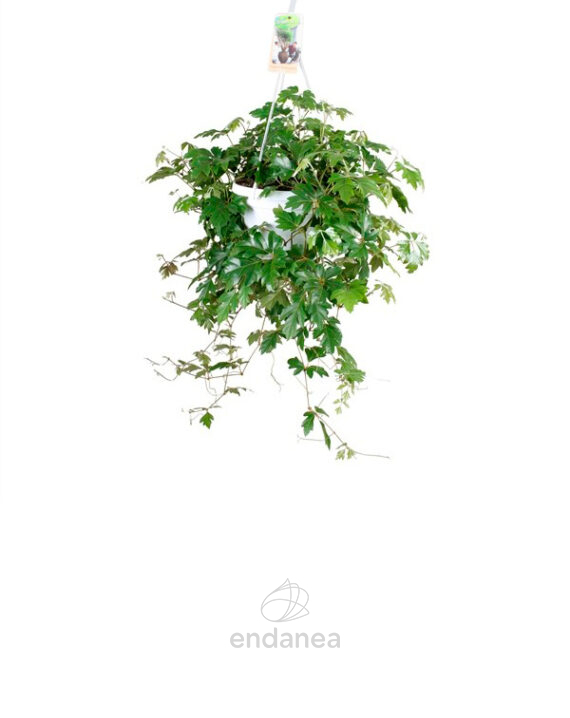 Cissus Rhombifolia Ellen Danica - Planta de Interior Colgante