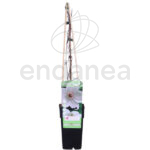Clematis Miss Bateman Blanca