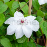 Clematis Miss Bateman Blanca
