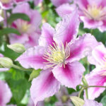 Clematis Piilu Rosa