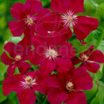 Clematis Rouge Cardinal Roja