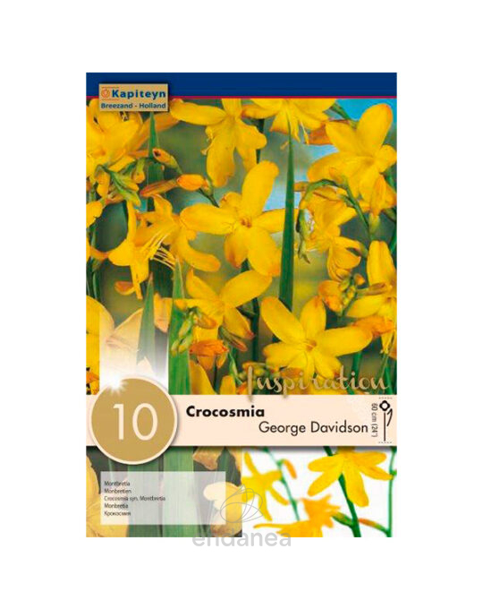 crocosmia-montbretia-george-davidson-bulbos