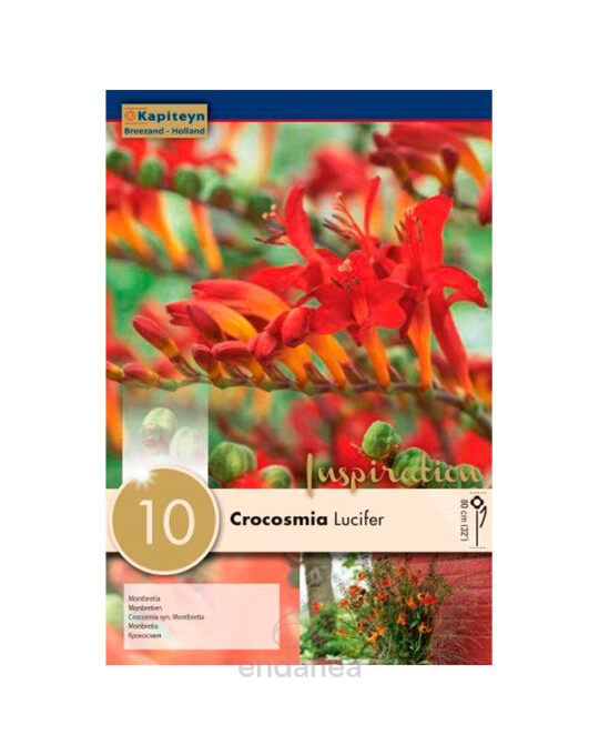 crocosmia-montbretia-lucifer-bulbos